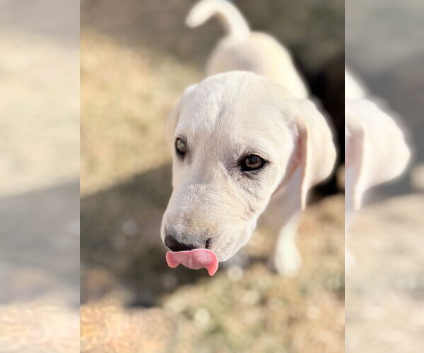 Medium Photo #2 Labrador Retriever-Unknown Mix Puppy For Sale in Aurora, CO, USA