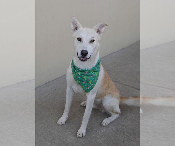 Medium Photo #2 Siberian Husky-Unknown Mix Puppy For Sale in McKinney, TX, USA