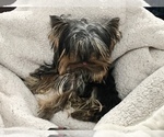 Small Photo #5 Yorkshire Terrier Puppy For Sale in HAYWARD, CA, USA