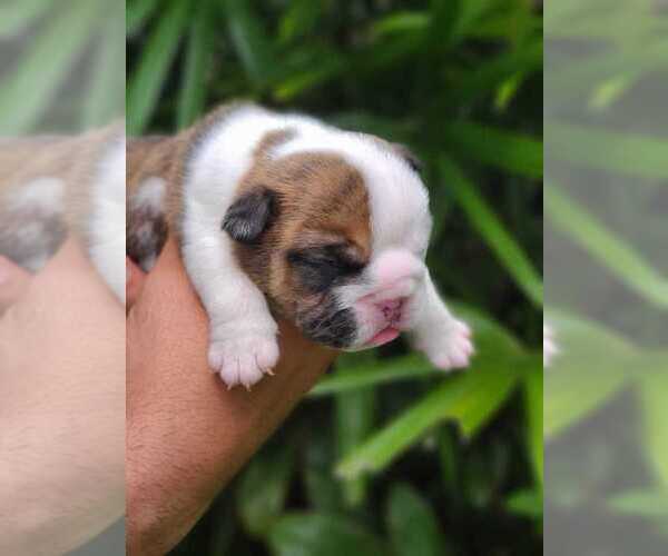 Medium Photo #7 Bulldog Puppy For Sale in SAINT CLOUD, FL, USA