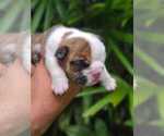 Small Photo #7 Bulldog Puppy For Sale in SAINT CLOUD, FL, USA