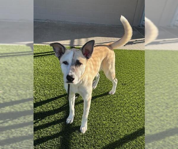 Medium Photo #1 Labsky Puppy For Sale in Baytown, TX, USA