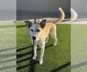 Labsky Dogs for adoption in Baytown, TX, USA