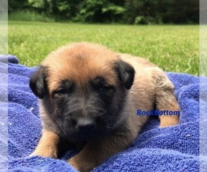 Belgian Malinois Puppy for sale in BATESVILLE, AR, USA