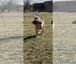 Small #4 Labrador Retriever Mix
