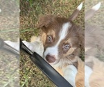 Puppy Niko Australian Shepherd