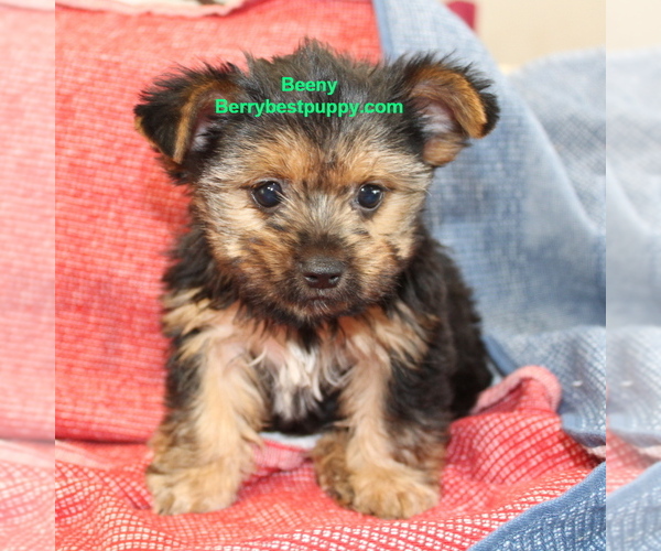 Medium Photo #1 Yorkshire Terrier Puppy For Sale in JUNIPER HILLS, CA, USA