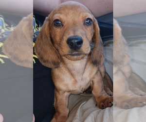 Dachshund Puppy for sale in WICKENBURG, AZ, USA