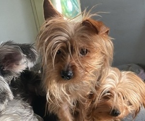 Father of the Yorkshire Terrier puppies born on 06/19/2022