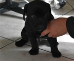 Small Photo #18 Labrador Retriever Puppy For Sale in SAN DIEGO, CA, USA