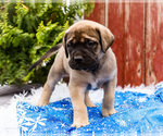 Small #16 Mastiff