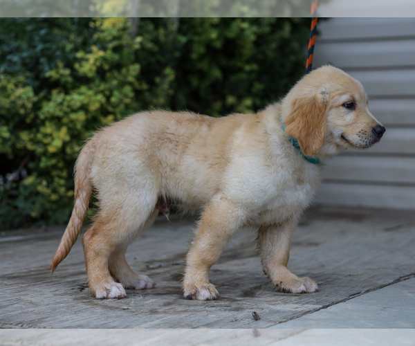 Medium Photo #6 Golden Retriever Puppy For Sale in LIBERTY, KY, USA