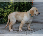 Small #5 Golden Retriever