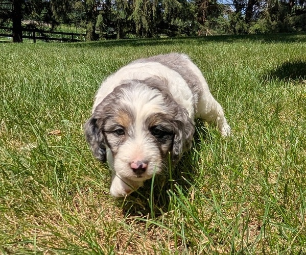 Medium Photo #21 Miniature Bernedoodle Puppy For Sale in GOSHEN, IN, USA