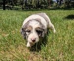 Small #4 Miniature Bernedoodle