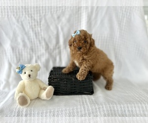 Poodle (Toy) Puppy for sale in ELKTON, KY, USA