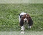 Small #1 Basset Hound