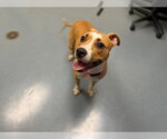 Small American Pit Bull Terrier Mix