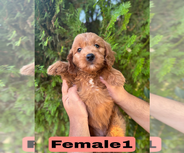 Medium Photo #5 Goldendoodle (Miniature) Puppy For Sale in BAKERSFIELD, CA, USA