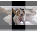 Small #6 Poodle (Standard)