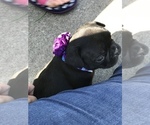 Small Photo #14 French Bulldog Puppy For Sale in NEW CASTLE, PA, USA