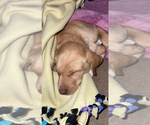 Labrador Retriever-Unknown Mix Puppy for sale in CHETEK, WI, USA