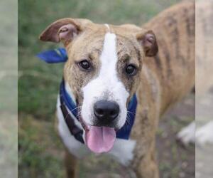 American Staffordshire Terrier-Unknown Mix Dogs for adoption in San Antonio, TX, USA