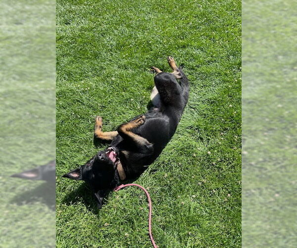 Medium Photo #5 Mutt Puppy For Sale in Woodland Hills, CA, USA