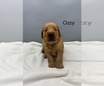 Small #2 Golden Retriever