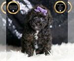 Puppy Tiny Tina AKC Poodle (Toy)