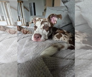 Medium Catahoula Leopard Dog Mix