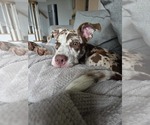 Small Catahoula Leopard Dog Mix