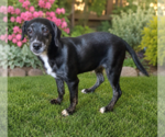 Small #1 Mutt