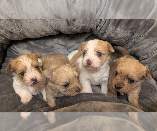 Medium Photo #1 Morkie Puppy For Sale in VIRGINIA BEACH, VA, USA
