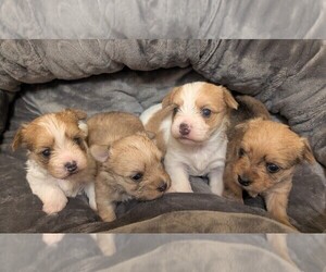 Morkie Puppy for sale in VIRGINIA BEACH, VA, USA
