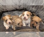 Image preview for Ad Listing. Nickname: Litter of 4