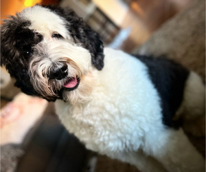 Mother of the Sheepadoodle puppies born on 02/18/2023