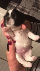 Shih Tzu Puppy for sale in SANTA FE SPRINGS, CA, USA