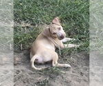 Small #11 American Pit Bull Terrier-American Staffordshire Terrier Mix