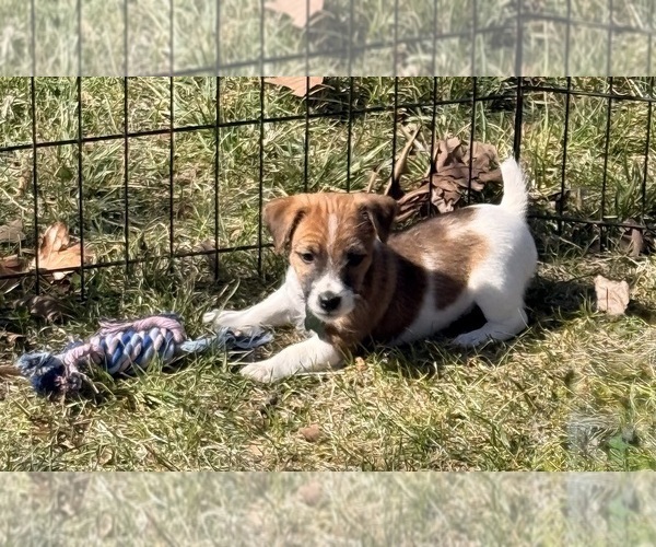 Medium Photo #6 Jack Russell Terrier Puppy For Sale in FREEMAN, MO, USA