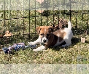 Medium Jack Russell Terrier