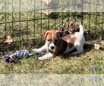 Puppy Puppy 2 Jack Russell Terrier