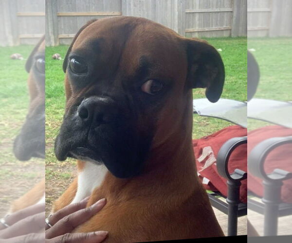 Medium Photo #3 Boxer Puppy For Sale in Austin, TX, USA