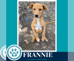 Small #2 Labrador Retriever Mix