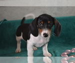 Small #3 Dachshund