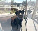 Small Photo #3 Labrador Retriever-Unknown Mix Puppy For Sale in San Diego, CA, USA
