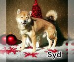 Small Shiba Inu