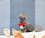 Small #4 German Shepherd Dog Mix
