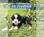 Puppy 1 Bernese Mountain Dog