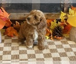 Max - Male Cavapoo (Miniature) Puppy for Sale - Photo #2